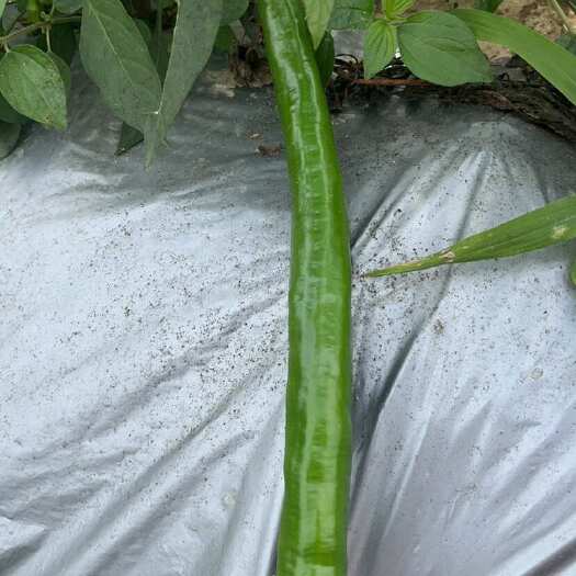 阳西县线椒