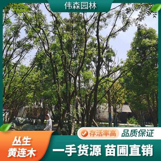 崇州市基地直供丛生黄连木 规格齐全 树形优美 城市风景绿化