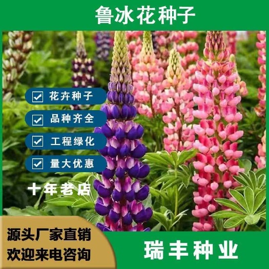 鲁冰花种子羽扇豆种子春秋播种庭院花海易种花种盆栽阳台鲁冰花籽