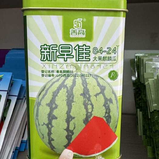 淮安新早佳8424杂交西瓜种子早熟抗病高产大果麒麟瓜桃红瓤西瓜大