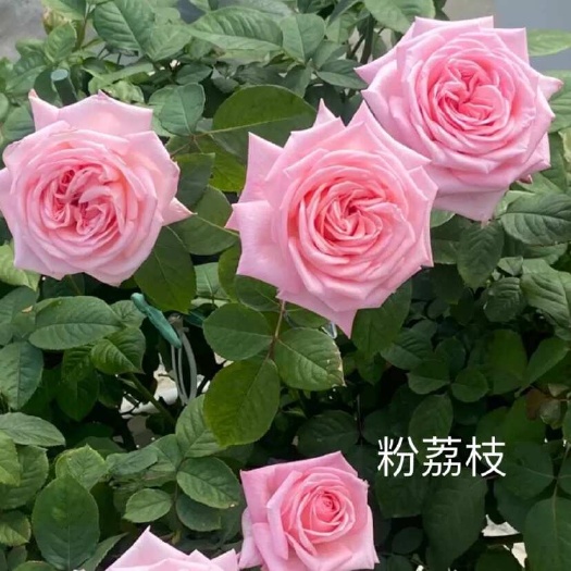云南昆明斗南基地直供玫瑰花苗/扦插小苗