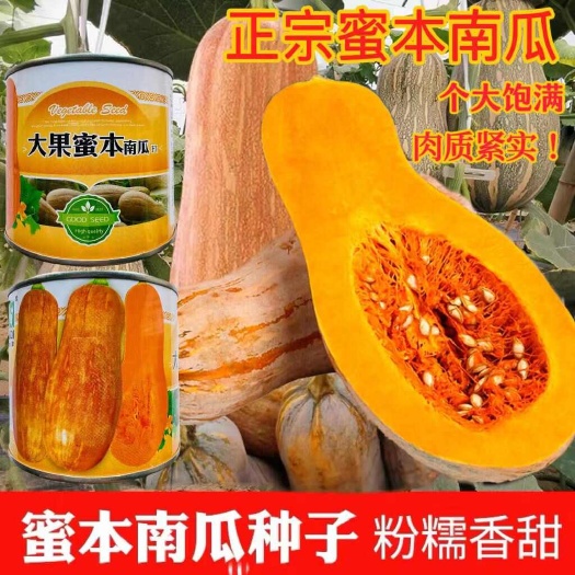 沭阳县大果蜜本南瓜种子抗逆性强耐贮存大果蜜本南瓜种子