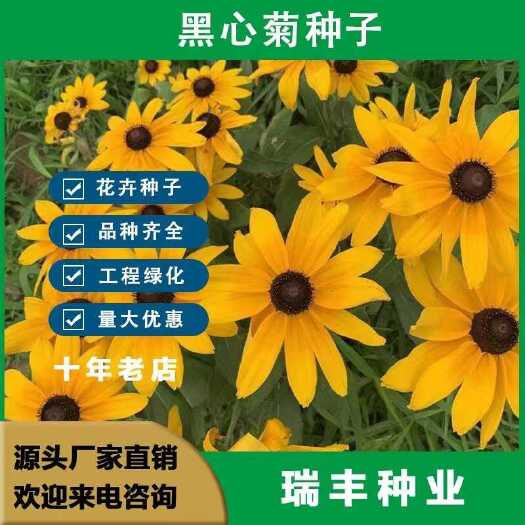 东海县黑心菊种子 耐寒耐旱黑心菊四季花开花海公园绿化工程花卉种子