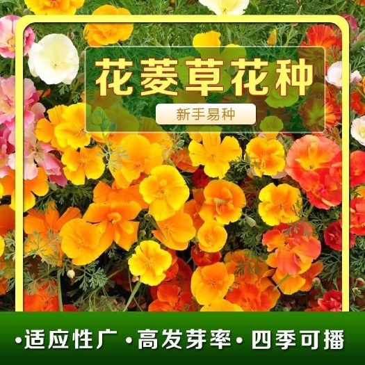 苏州花菱草种子，春秋播种多年生耐寒花种绿化花籽庭院阳台盆栽花卉种