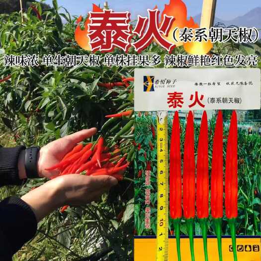 宿迁朝天椒种子泰火中熟大果单生朝天椒种子牛霸地朝天椒种子辣椒种子