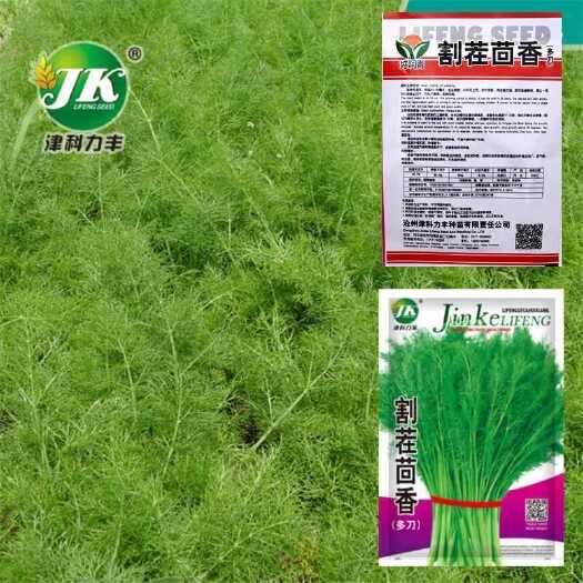 邵东市割茬茴香种子 小茴香种子 谷香佐料种子四季播种蔬菜阳台盆栽种