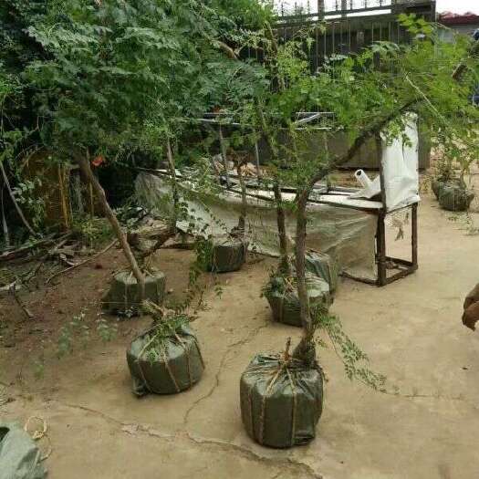 新田县四季凌霄花