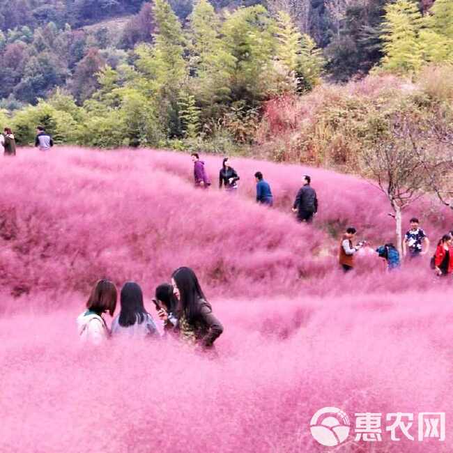 粉黛乱子草种毛芒乱子草花海草种子花种子庭院多年生花四季播网红