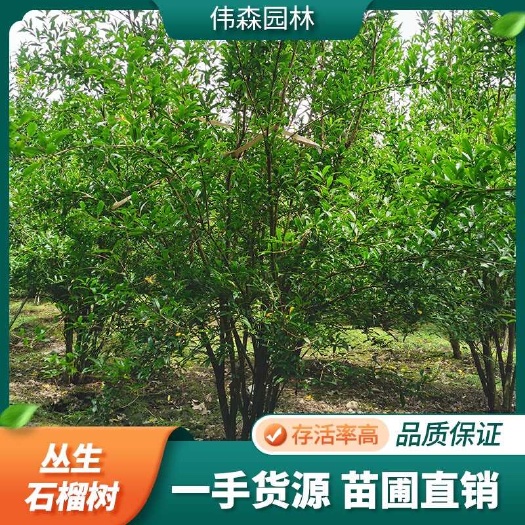 崇州市伟森园林 基地直发 丛生多分枝石榴树 规格齐全 园林行道种植