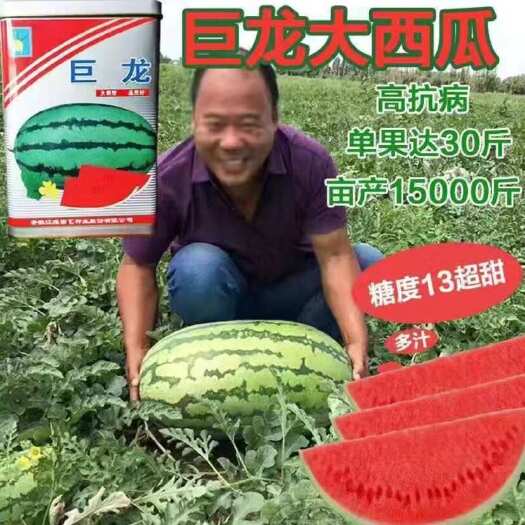 长沙少籽巨龙西瓜种子孑苗秧春季秋季超大巨型京欣麒麟王种籽水果四季