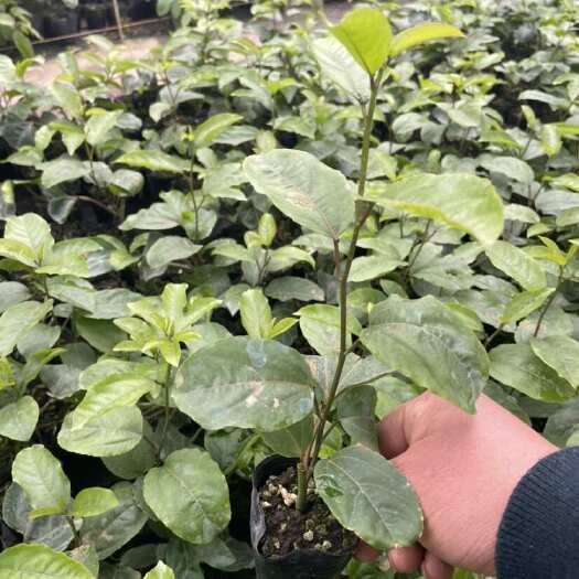 百香果，百香果苗，钦蜜九号百香果苗，广西桂林香果苗