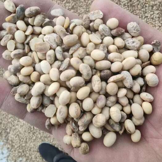 曹县本厂常年出售碎大豆，黄豆，豆瓣，碎黄豆，上地养殖，榨油豆，