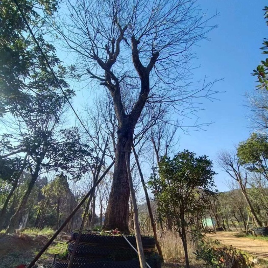 宜良县黄连木30-40公分