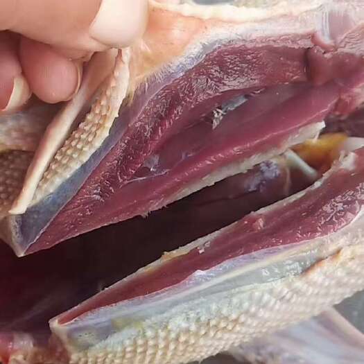 梧州雁鹅、驰雁