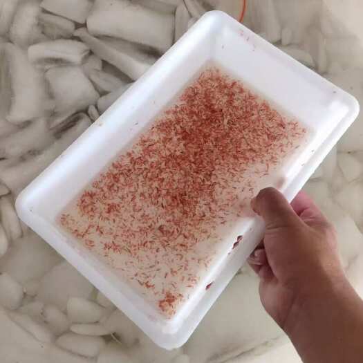唐山精品卤虫