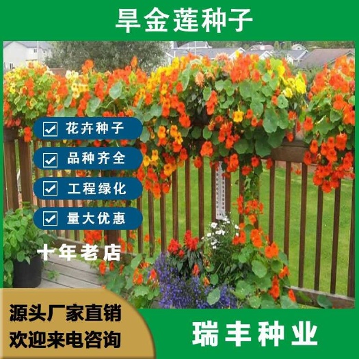 东海县旱金莲种子 垂吊旱荷花籽草种乌金莲花籽四季盆栽花卉种子批发