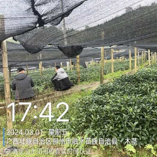 融安县草珊瑚种苗
