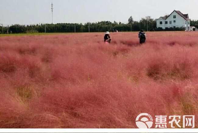 粉黛乱子草种毛芒乱子草花海草种子花种子庭院多年生花四季播网红