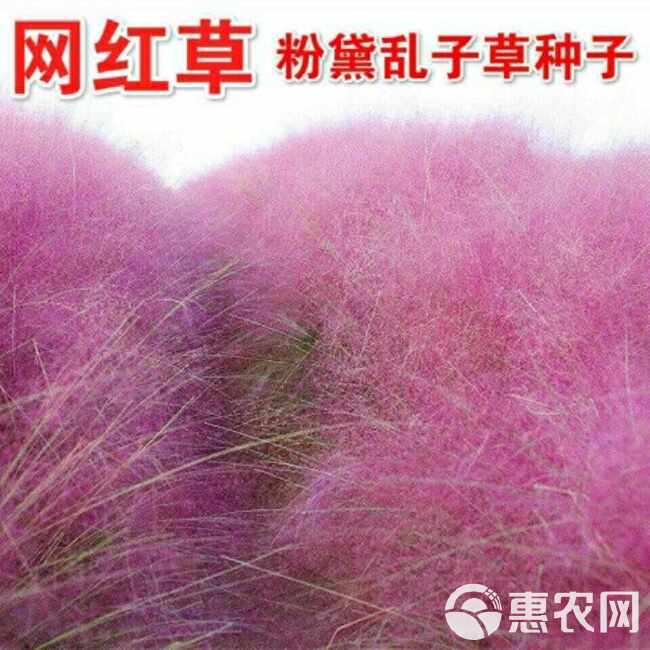 粉黛乱子草种毛芒乱子草花海草种子花种子庭院多年生花四季播网红