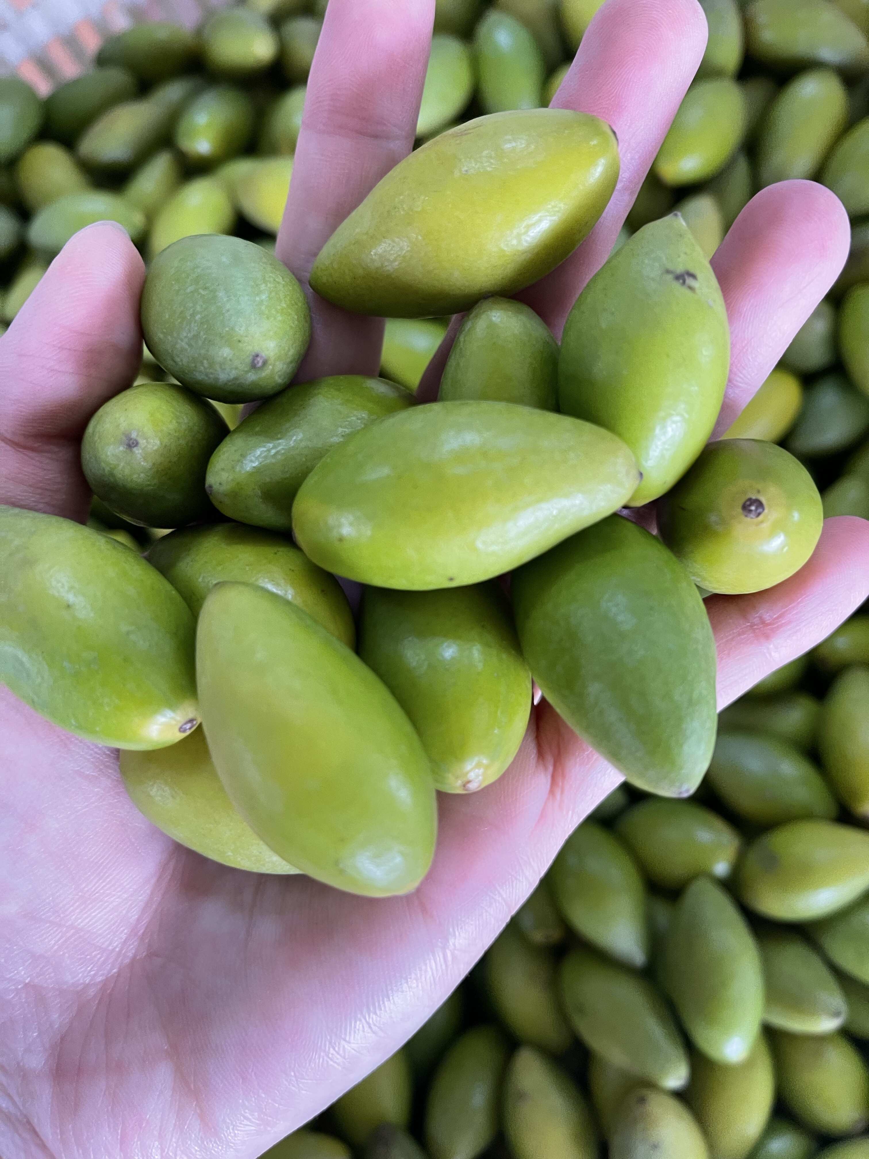 二号橄榄 原味 生吃 煲汤橄榄现摘香橄榄 青橄榄 橄榄果