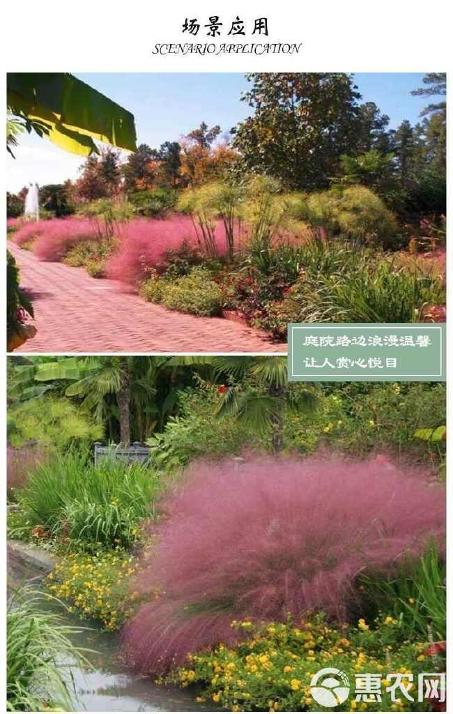 粉黛乱子草种毛芒乱子草花海草种子花种子庭院多年生花四季播网红