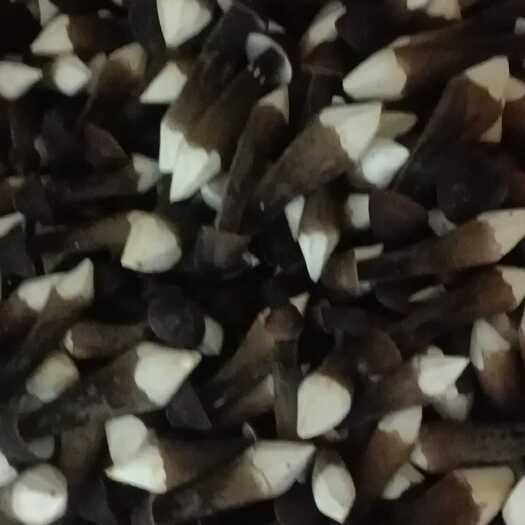 江华县黑皮鸡枞菌基地，湖南永州农户模式种植