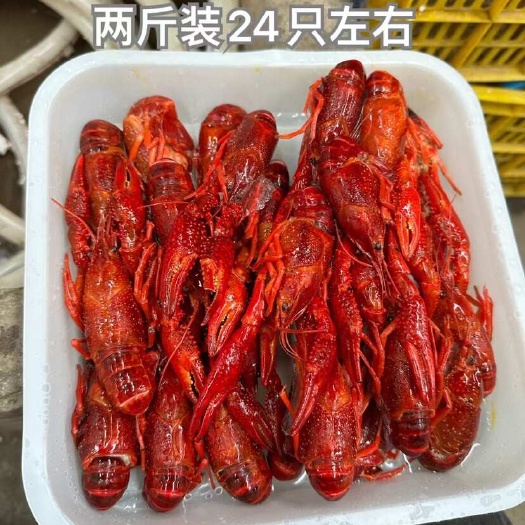 潜江市清水小龙虾液氮小龙虾清水冻虾油炸液氮小龙虾3-5青虾46红虾