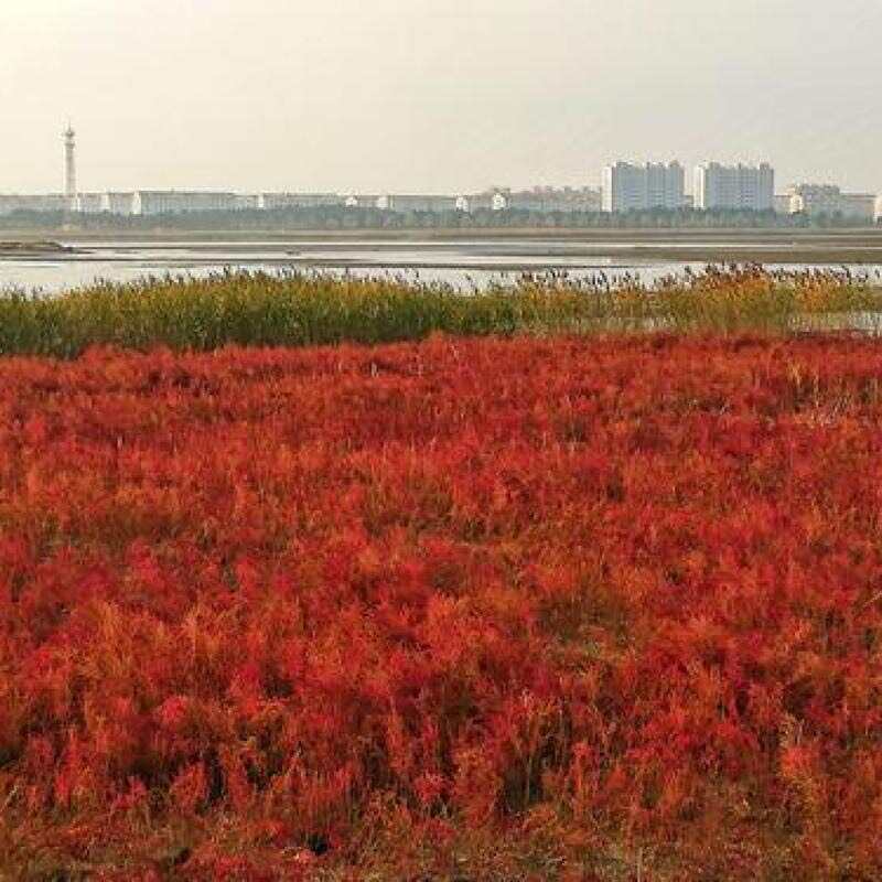 碱蓬草种子红色翅碱蓬卤蓬土壤改善沙荒地绿化耐盐碱治理土壤改良