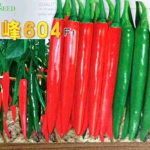 宿州【精品】辣椒苗杭椒苗美人椒苗蔬菜苗抗病产量高品种保证基地直供