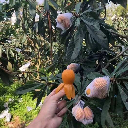  枇杷