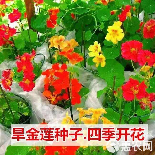 旱金莲种子，垂吊旱荷花籽草种乌金莲花籽四季盆栽易种爬藤攀爬种