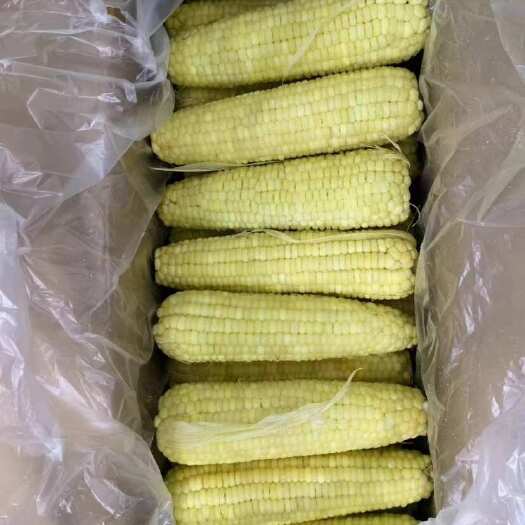 上海冻玉米