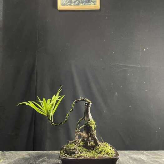 迷你罗汉松#让绿植点亮生活的光 #花卉绿植 #三农