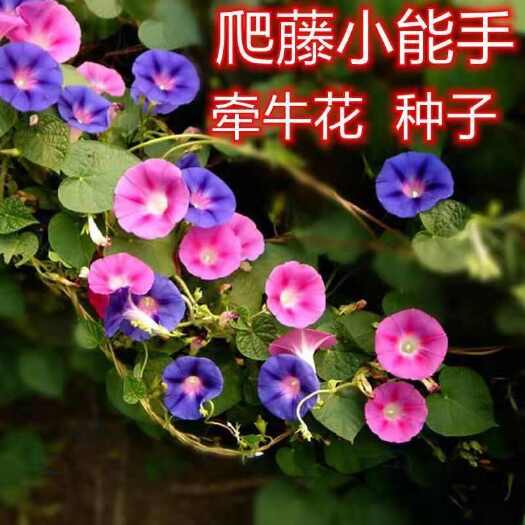 苏州爬藤牵牛花种子大喇叭花攀岩植物种籽四季播庭院阳台盆栽花卉种子