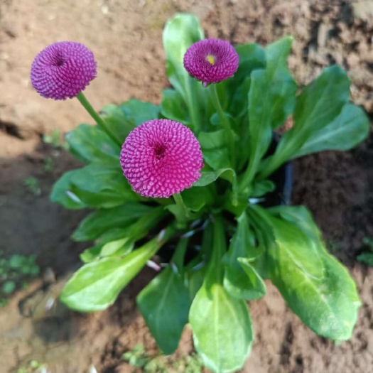 青州市雏菊，雏菊价格，雏菊批发基地直销大量有货