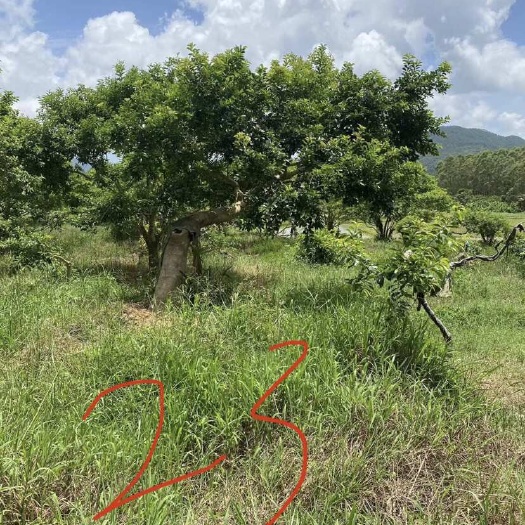 台山市红果冬青