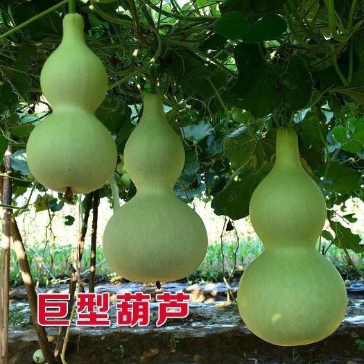 邵东市宝葫芦种子小葫芦种子春季种 葫芦种子花种子春季种易活