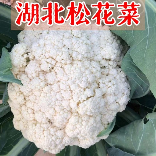 枝江市湖北核心产区松花菜质量精选多年供应量大采收打包装车全流程专业