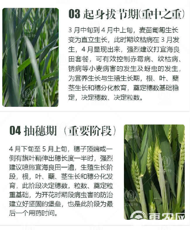 小麦专用杀虫杀菌防病抗寒增产小麦六合一一喷三防农药套餐