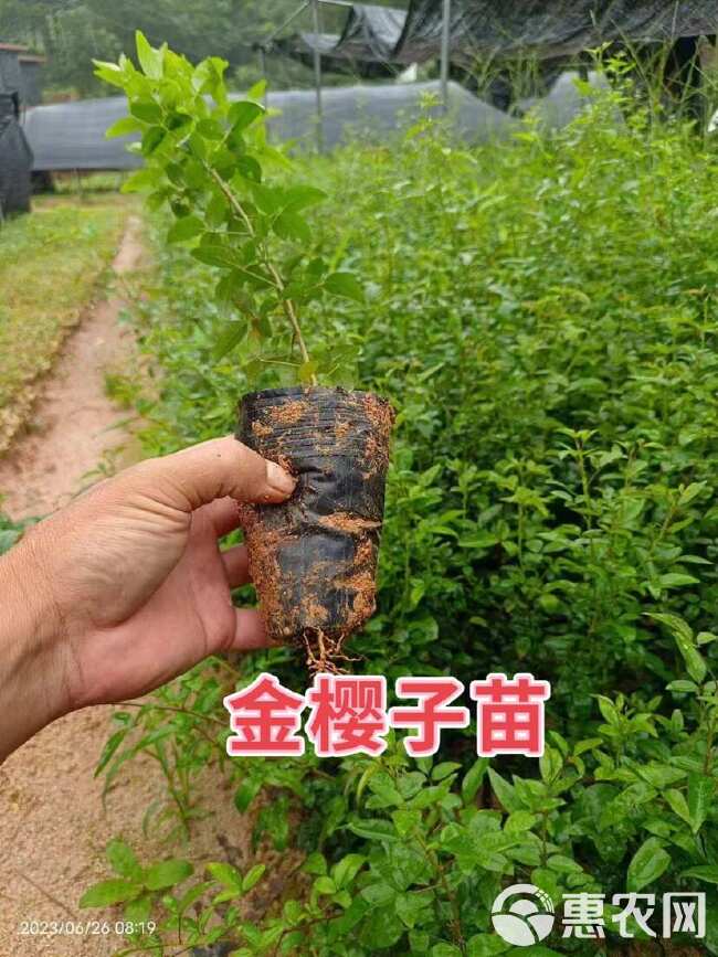 红花白花金樱子树苗优质无刺金婴子野生新鲜带刺植物刺梨盆栽糖罐