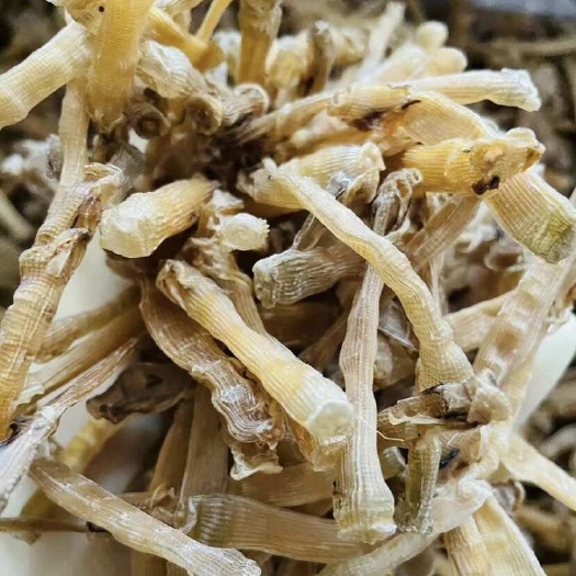 东山县沙虫干海肠子干净无沙新鲜晒干海鲜干货特产煲汤熬粥供应批发