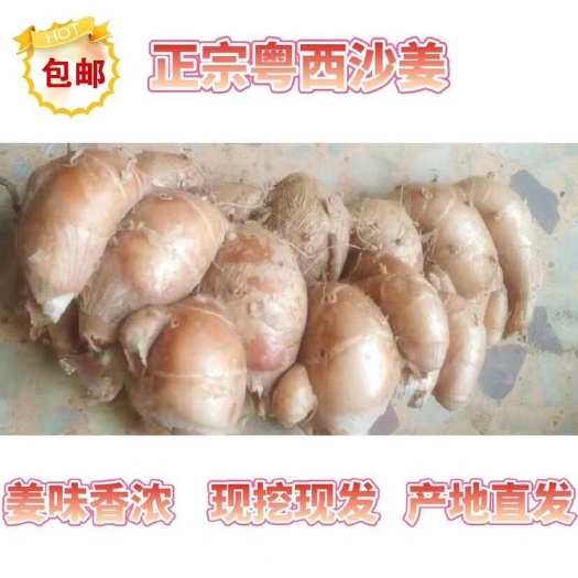  新鲜现挖沙姜
