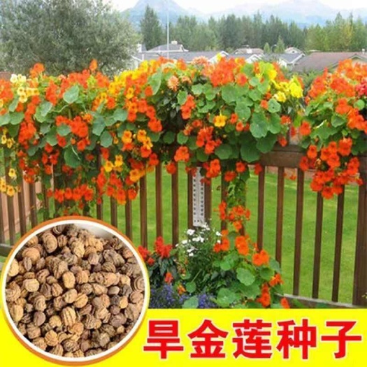 苏州旱金莲种子，垂吊旱荷花籽草种乌金莲花籽四季盆栽易种爬藤攀爬种