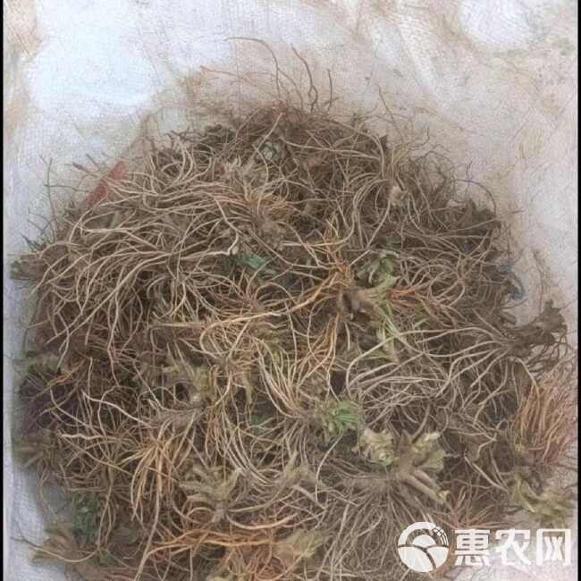 地胆头带叶中药材干货新鲜新晒地胆草根