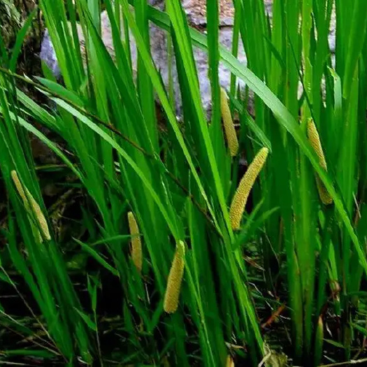  中药材水菖蒲鲜货干货水菖蒲批发