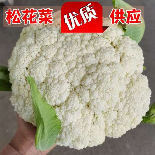 湖北优质松花菜白面青梗量大供应适合各等级市场商超及平台来订货