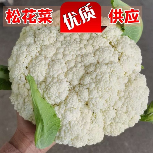 枝江市湖北优质松花菜白面青梗量大供应适合各等级市场商超及平台来订货