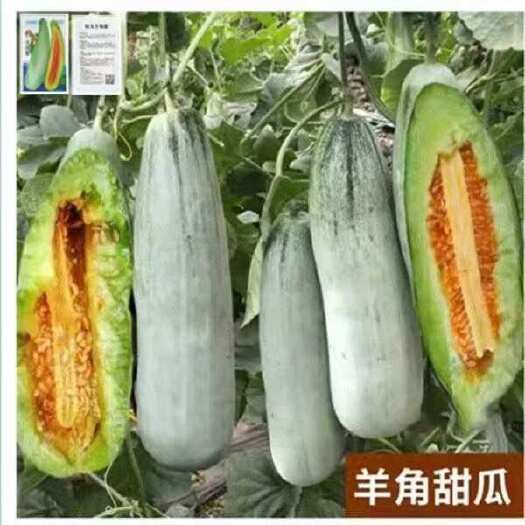 邵东市羊角蜜甜瓜种子羊角酥脆甜种籽薄皮香瓜春季四季水果特大种孑