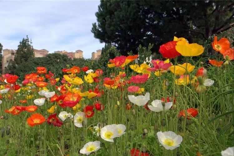 冰岛虞美人种子，多年生四季易种植花卉种子庭院绿化景观绿化种籽