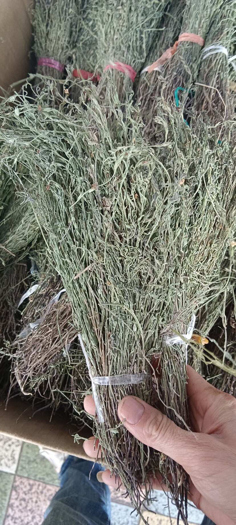 中药材独脚金